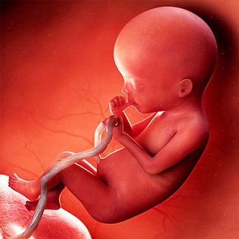 Baby at 20 weeks gestation