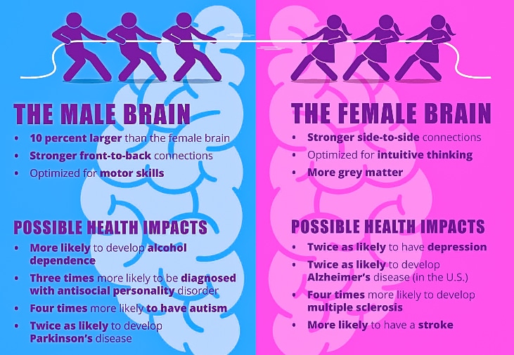Difference between male and female brain