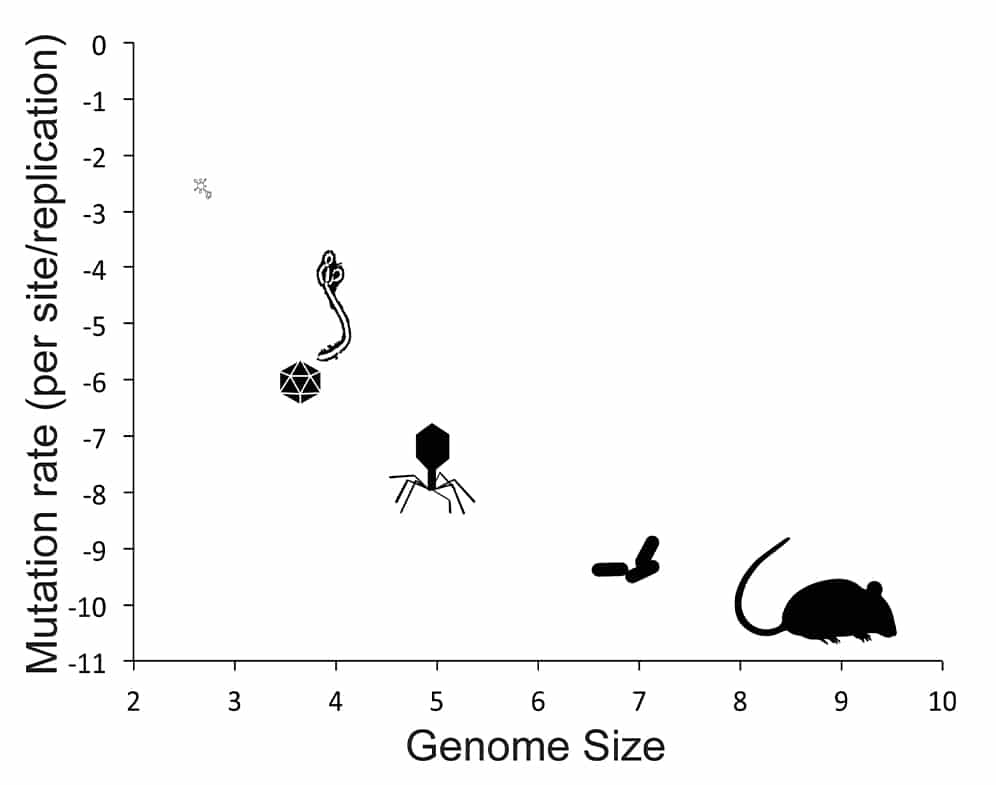 Genome size mutations