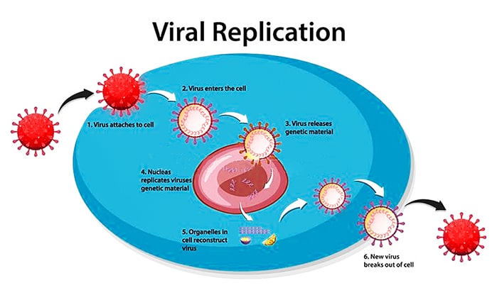 How viruses replicate themselves