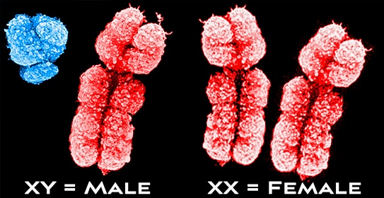 Sex chromosomes