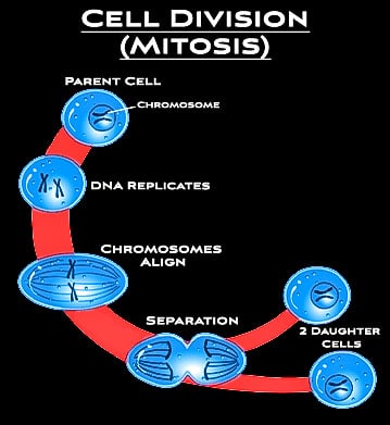 Cell division mitosis