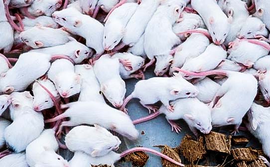 Jackson laboratory mice