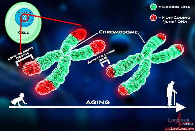 Telomeres and aging