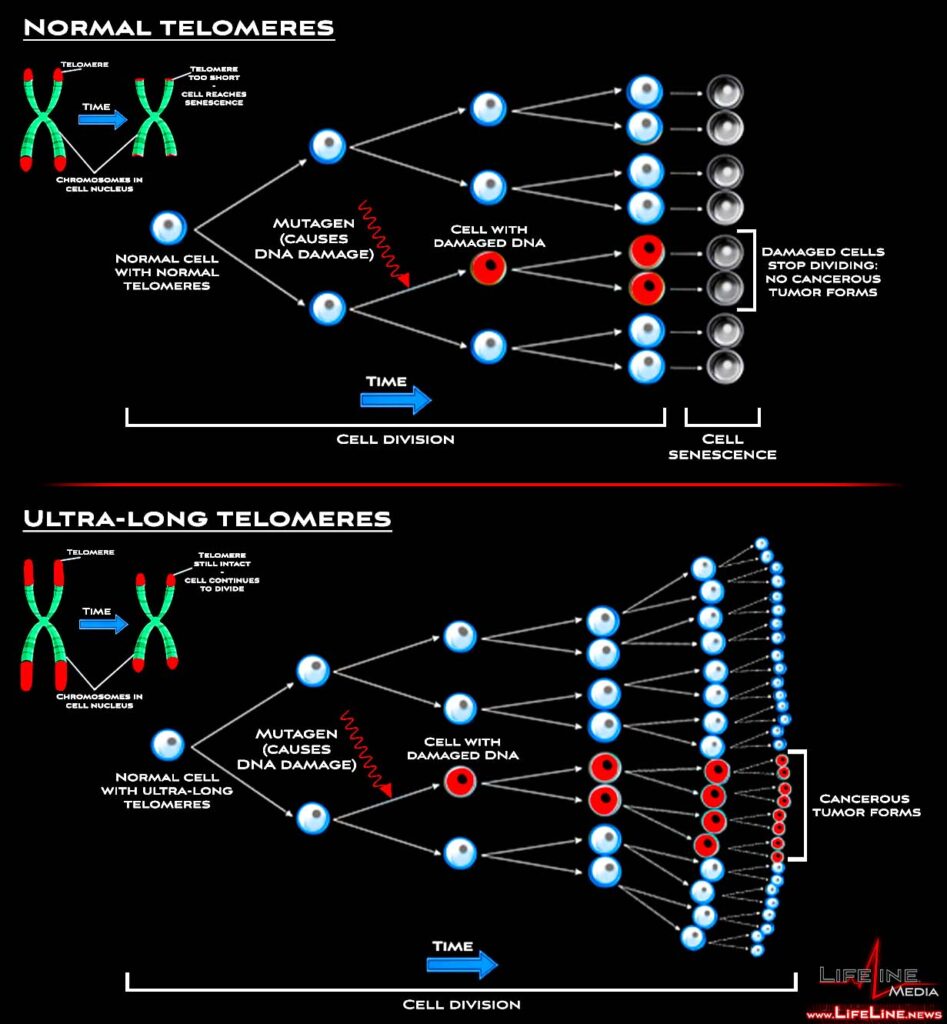 Telomeres and cancer
