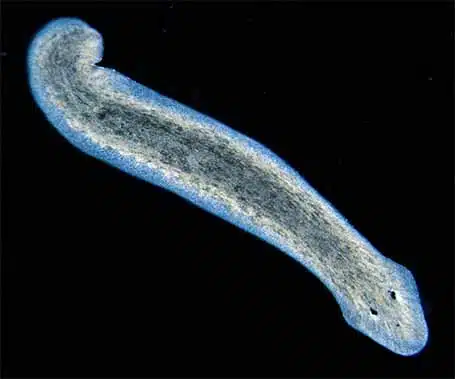 Planarian worm